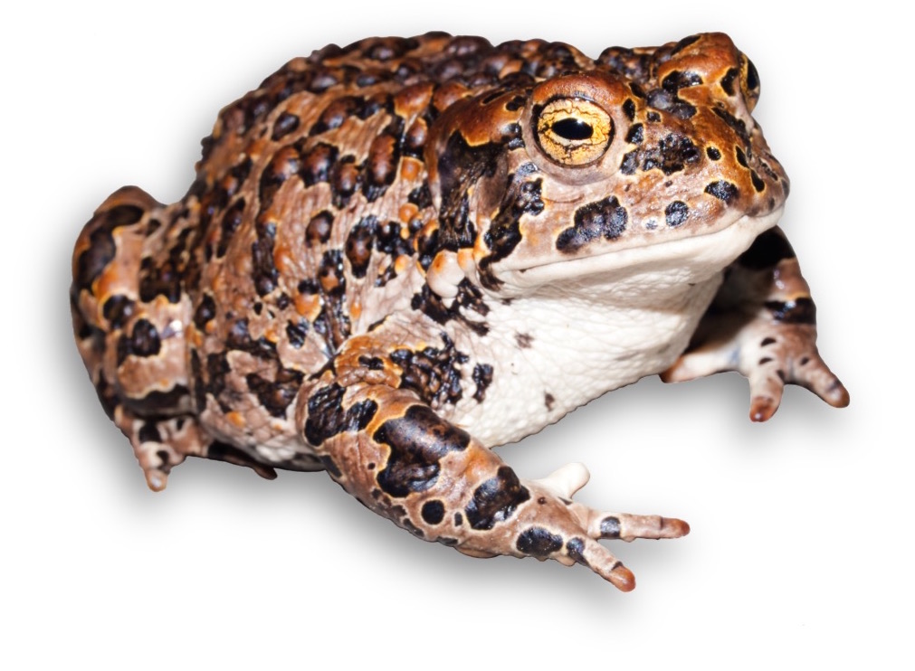 Yosemite toad