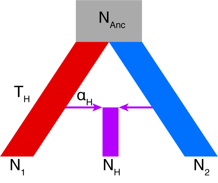Simple demographic model of lineage fusion