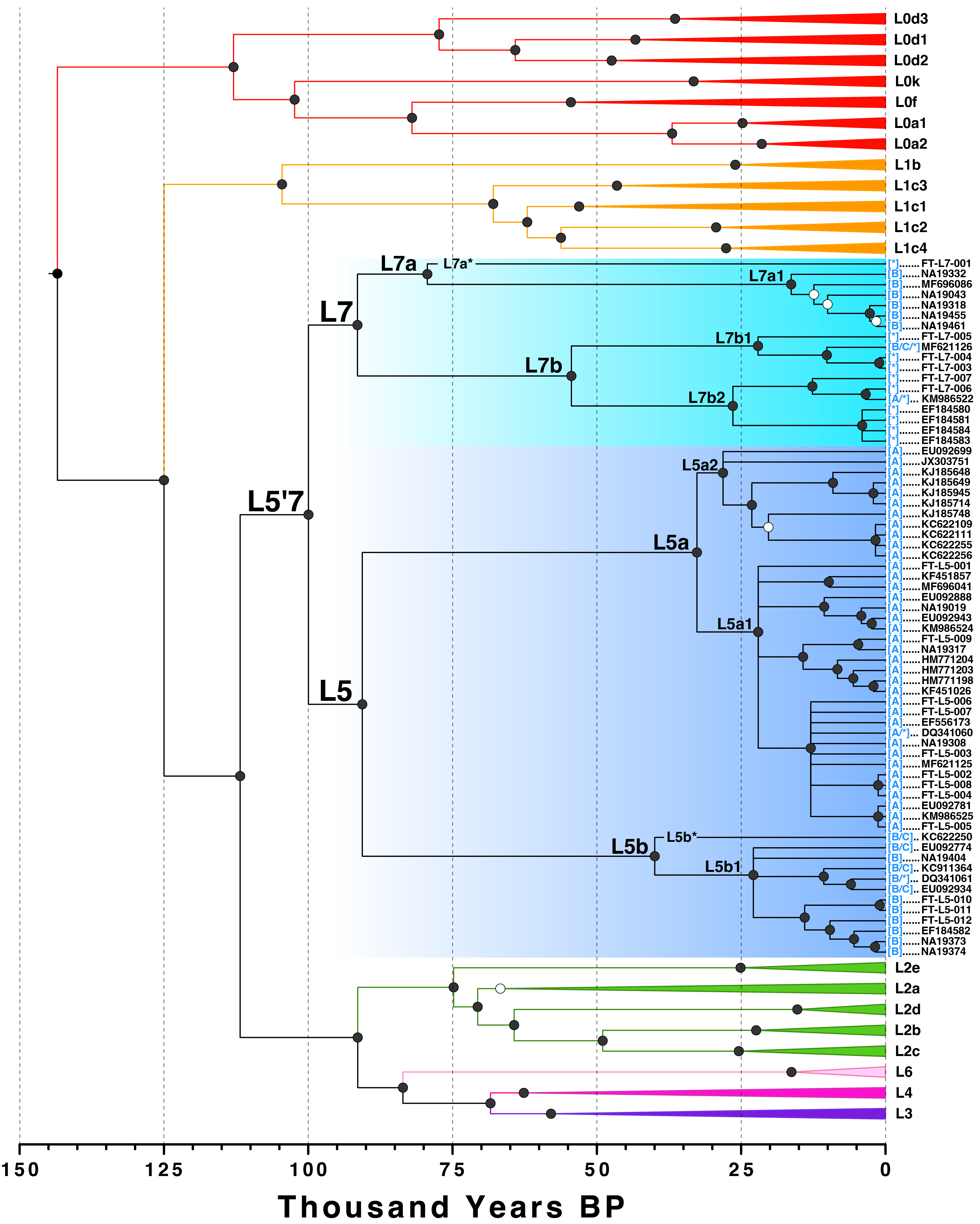 Ultrametric time tree showing the placement and age of mitochondrial haplogroup L7