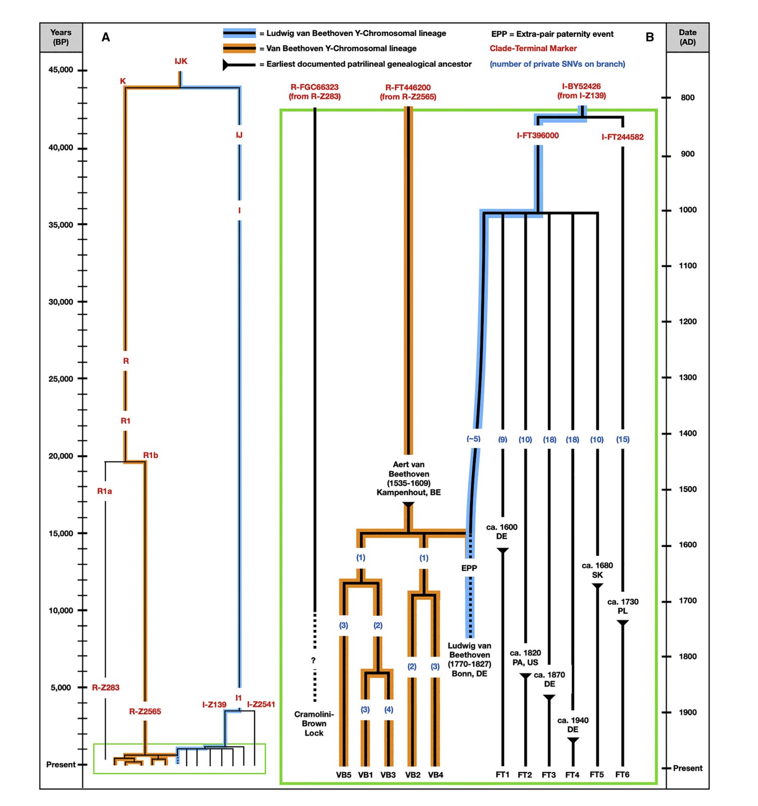 Y chromosome phylogeny of Beethoven and living men carrying the Van Beethoven surname