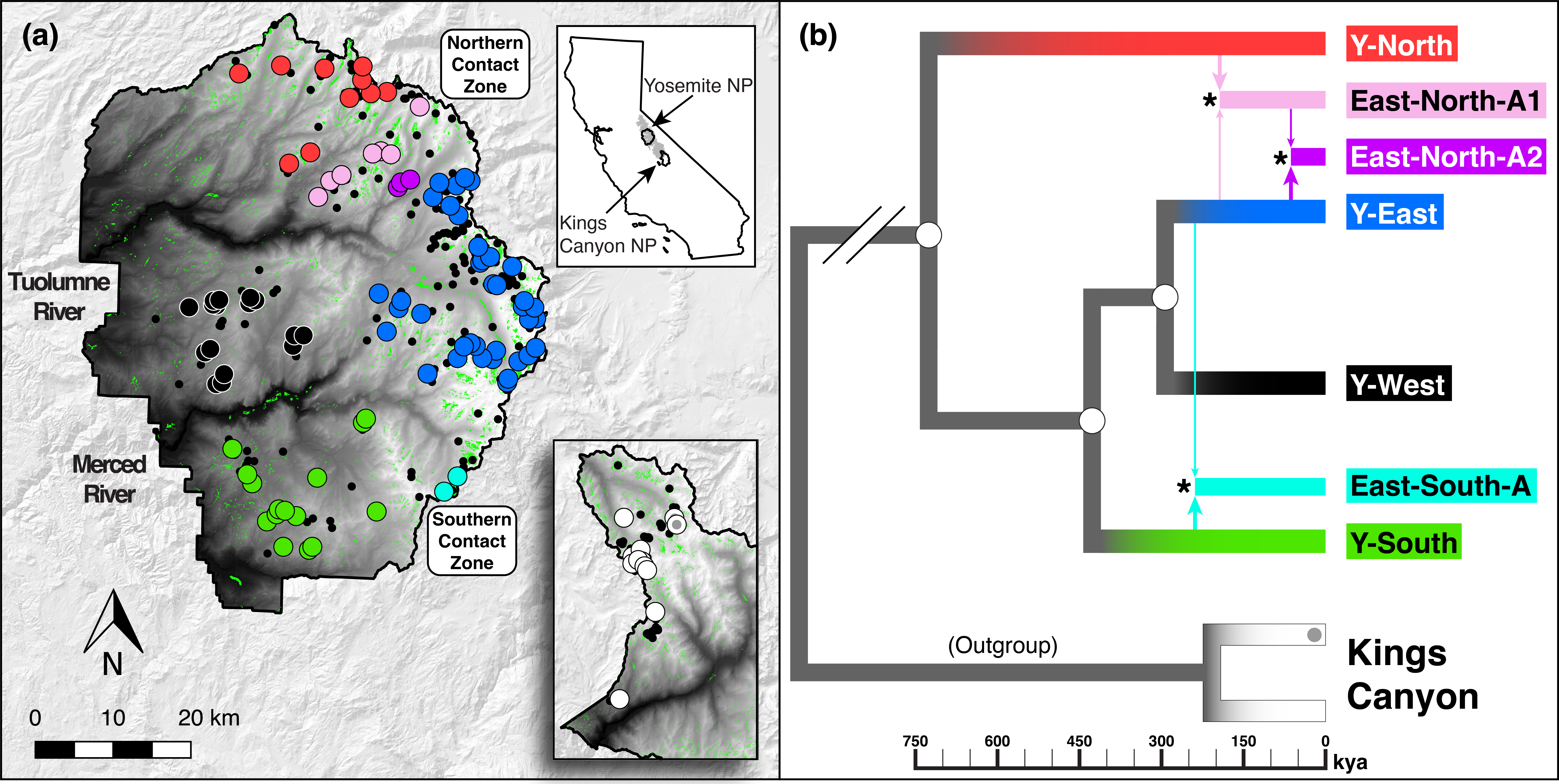 Study area map with phylogeographic structure of Yosemite toad lineages