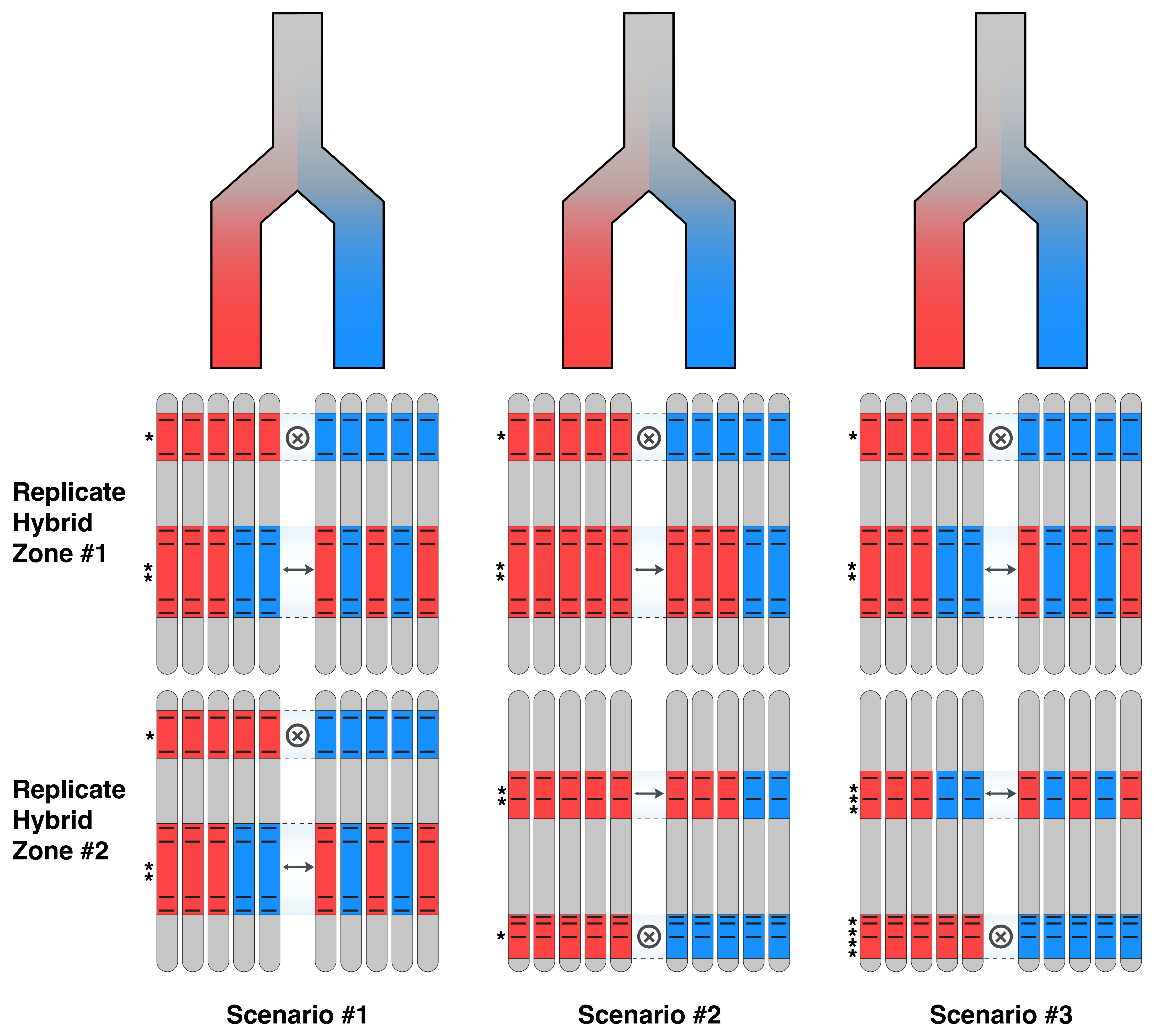 Three model scenarios for whether genomic islands and rivers occupy the same loci