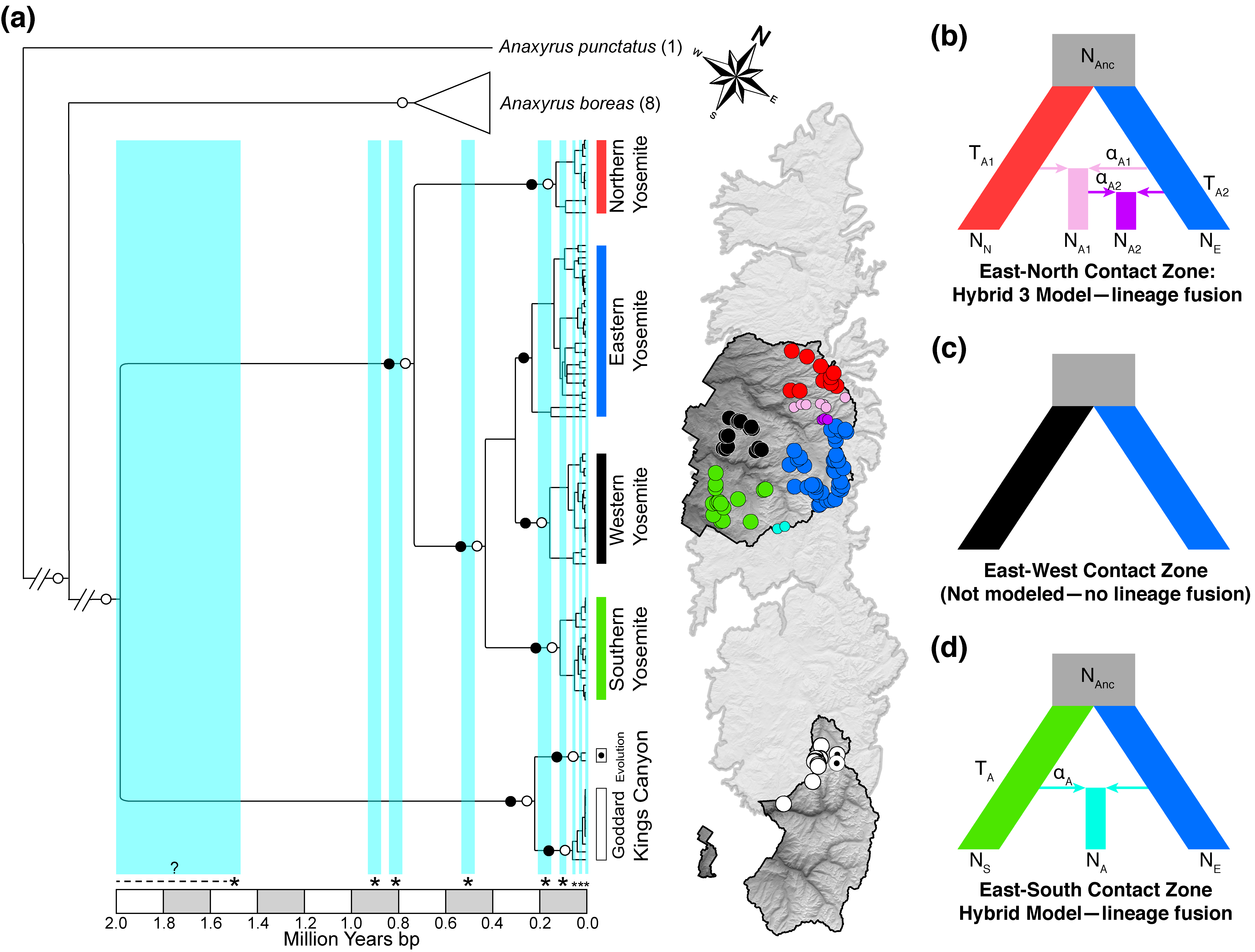 Dated phylogeny of Yosemite toad lineages with maps of three secondary contact zones