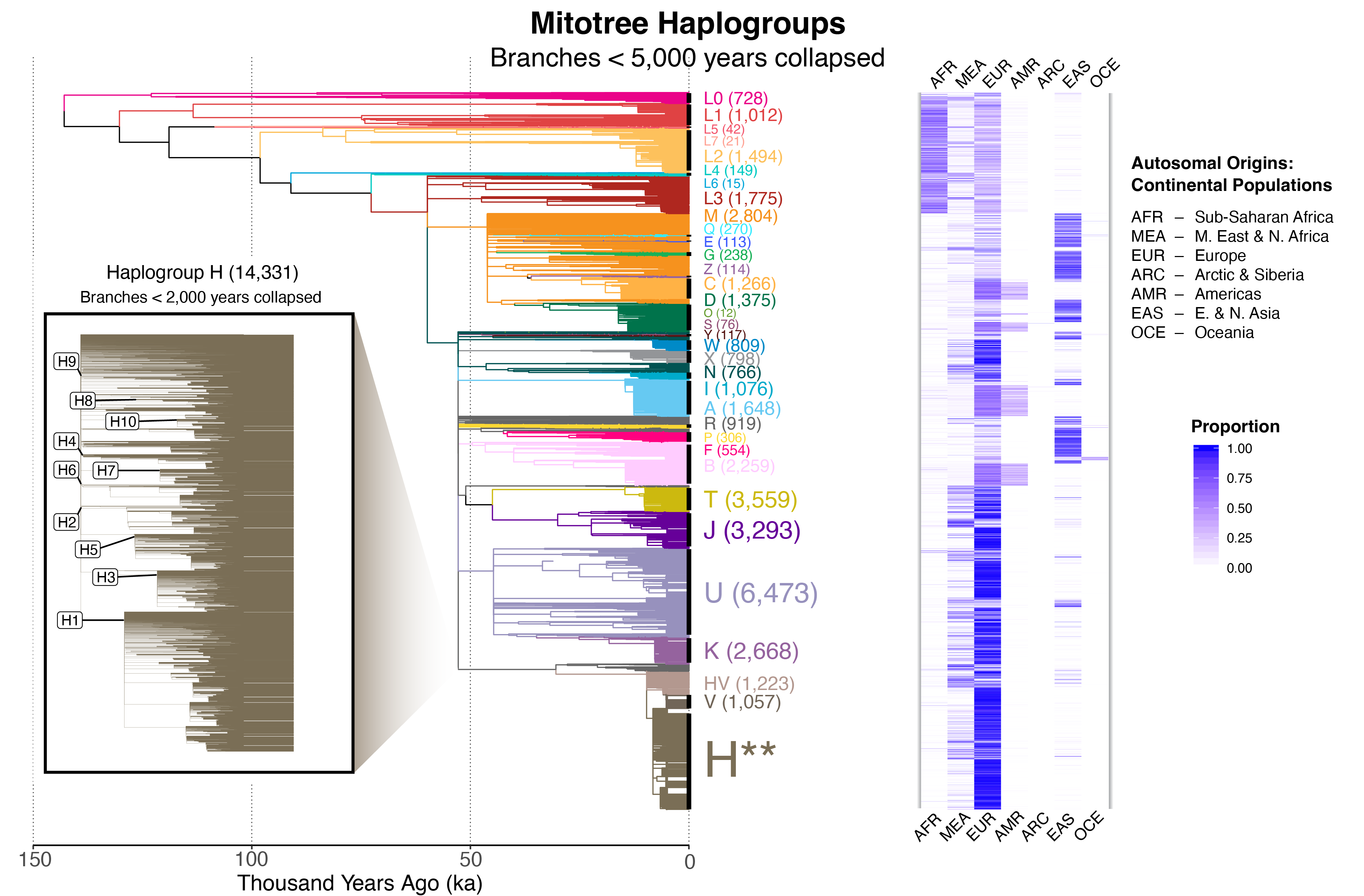 Mitotree haplogroup counts and population origins across the major branches