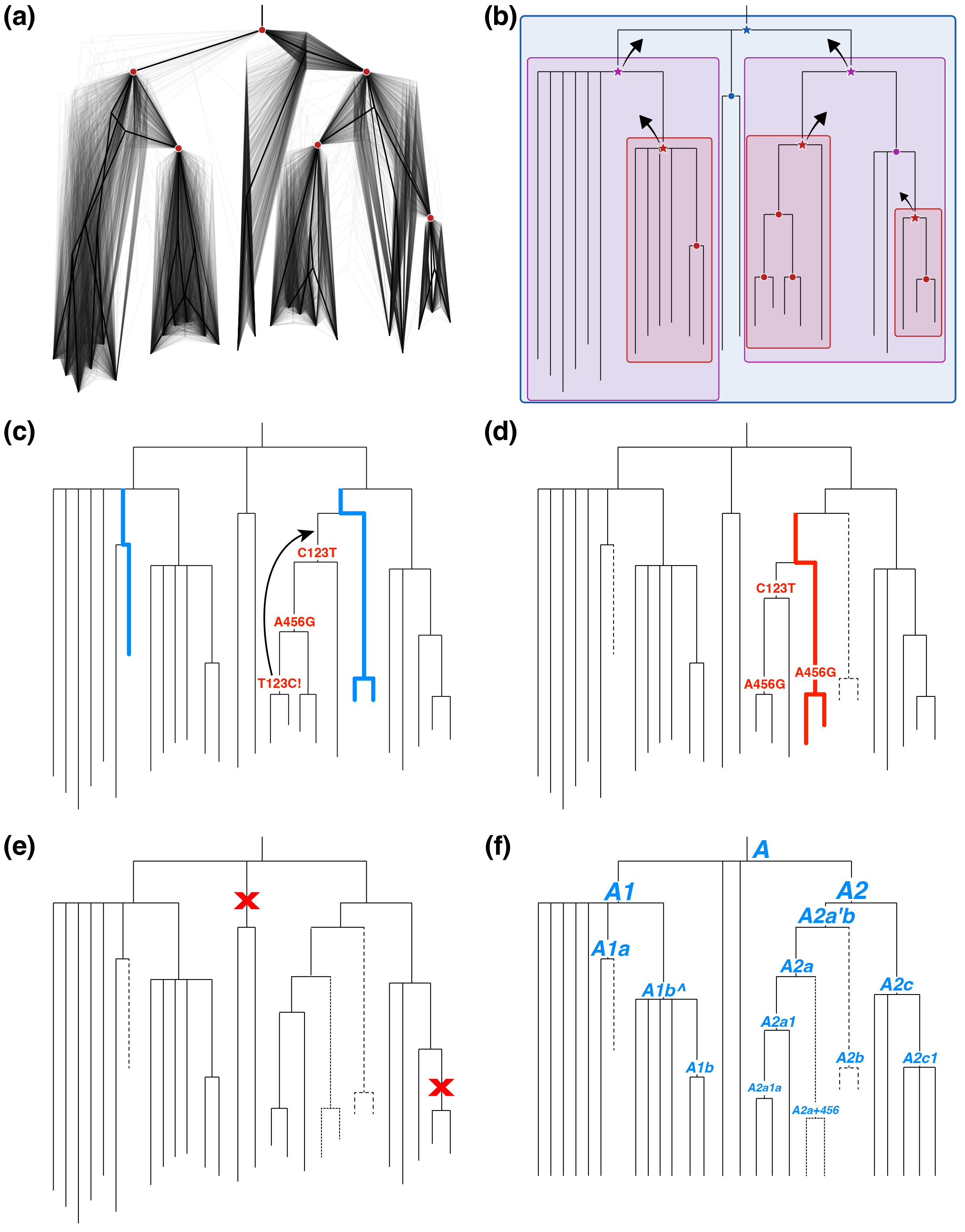 Diagram of the Mitotree analysis pipeline from raw sequence through tree assembly