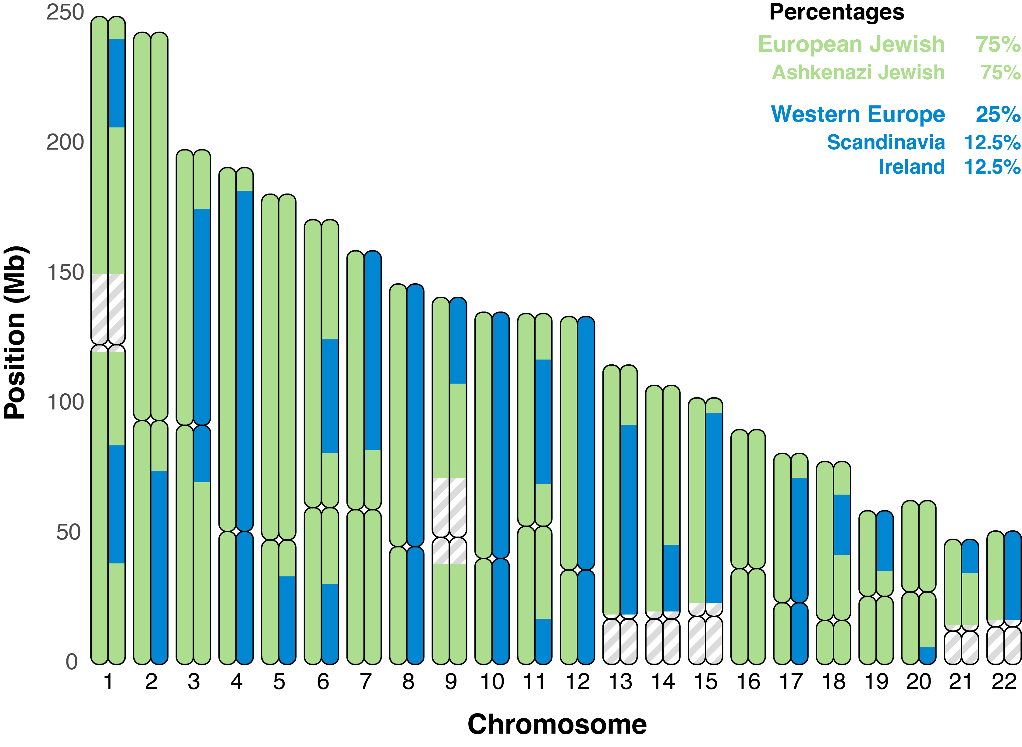 Chromosome painting showing assigned population ancestry along each of 22 chromosomes