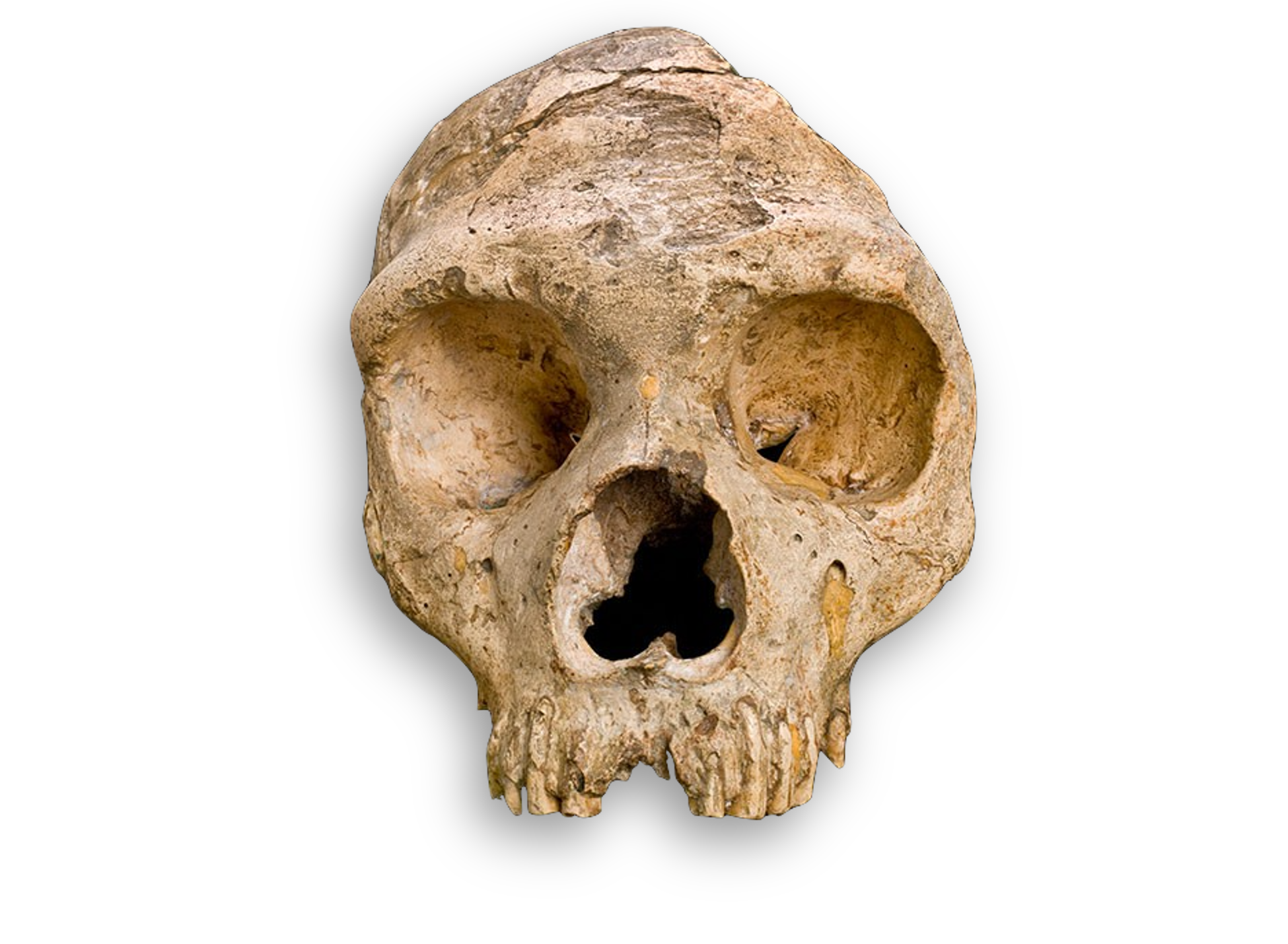 Neanderthal