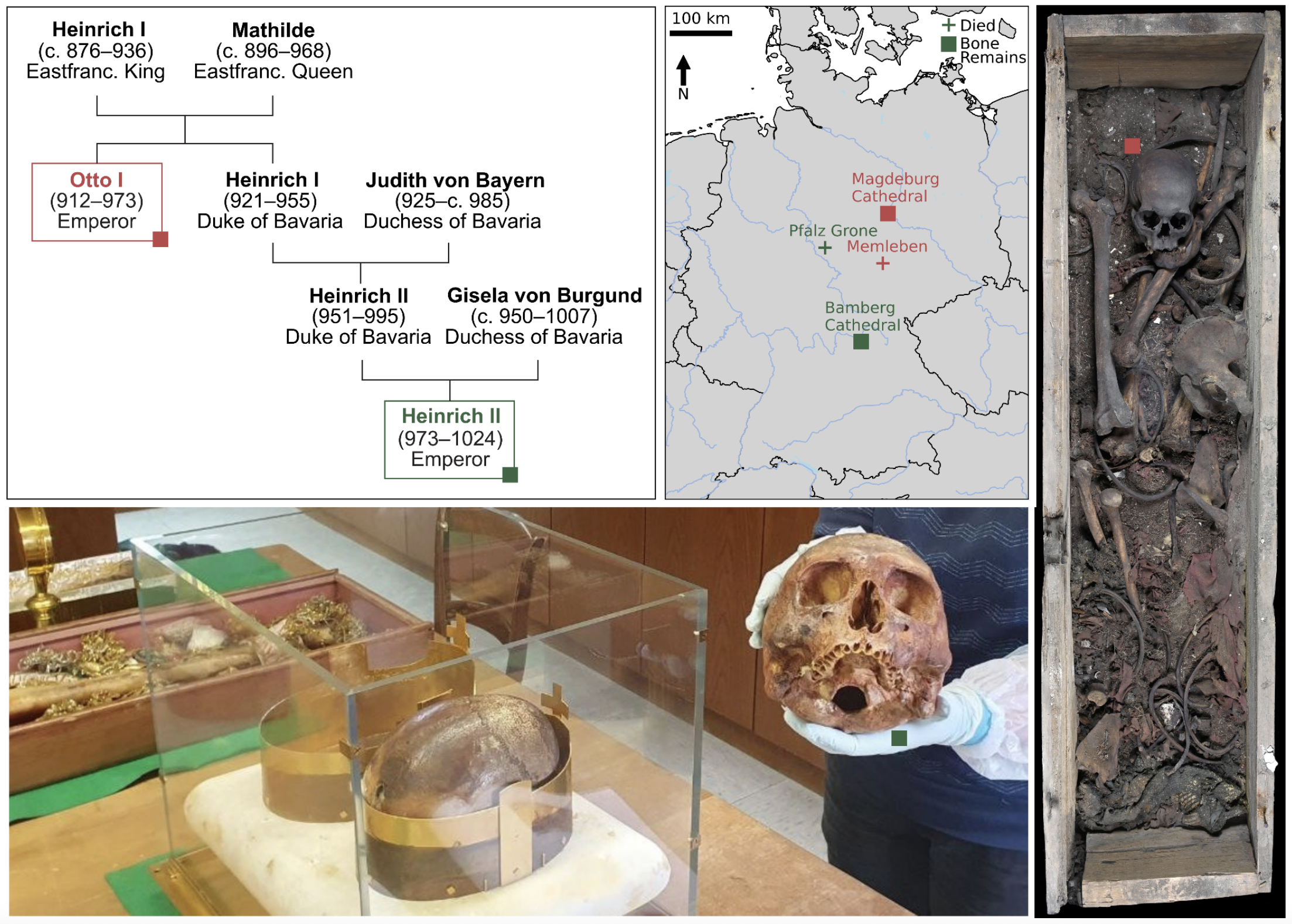 Historical genealogy of the Ottonian dynasty alongside the sampled remains