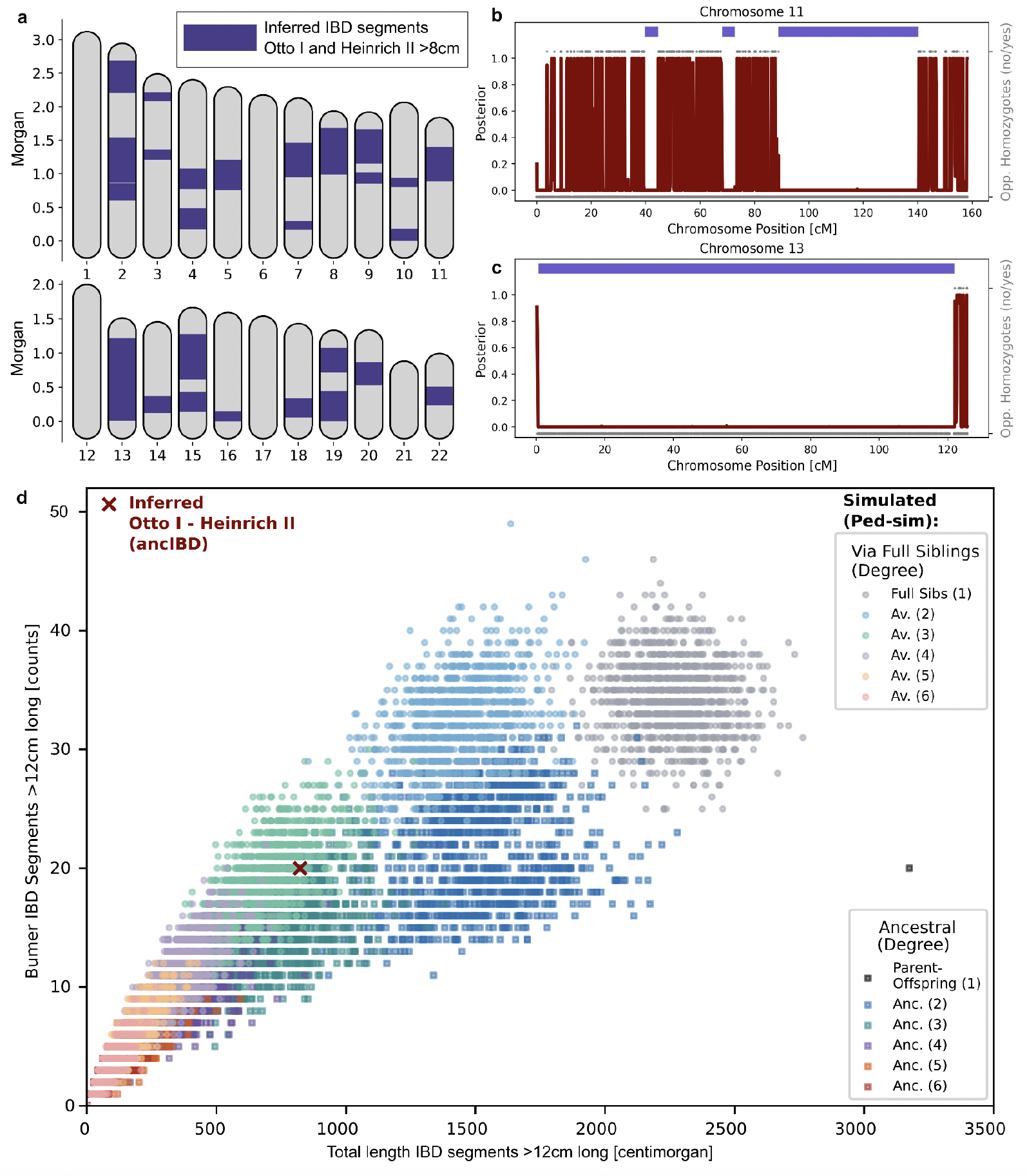 Shared identity-by-descent segments between the genomes of Otto I and Heinrich II