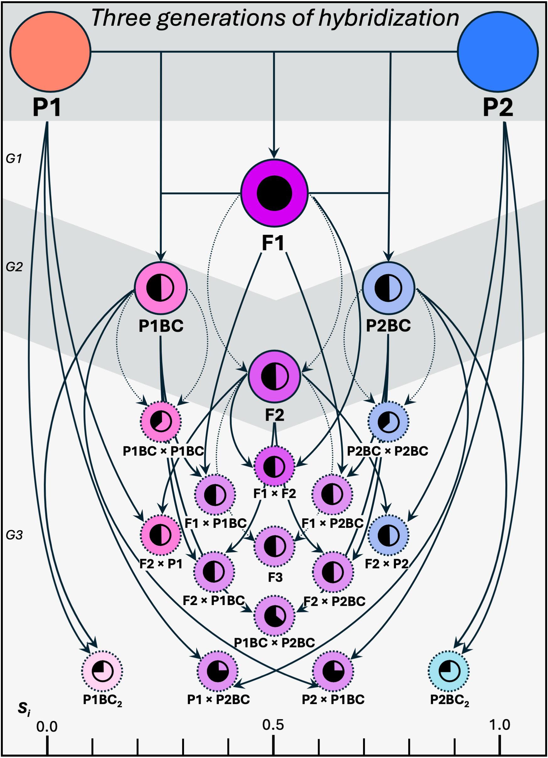 Diagram of every hybrid class produced across three generations of hybridization